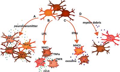 Microglial diversity by responses and responders